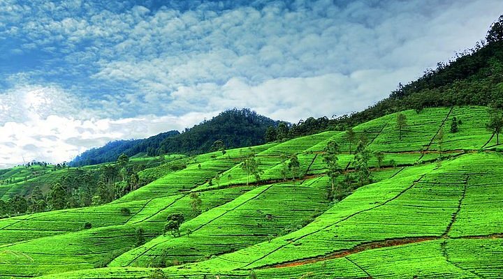 Nuwara Eliya Tea Country Experience