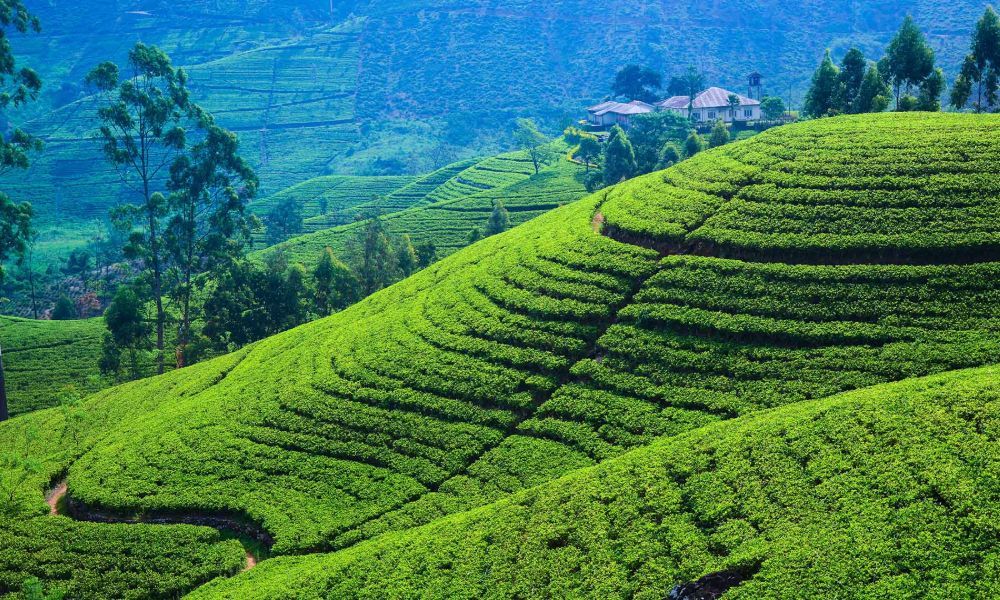 Tea Plantation